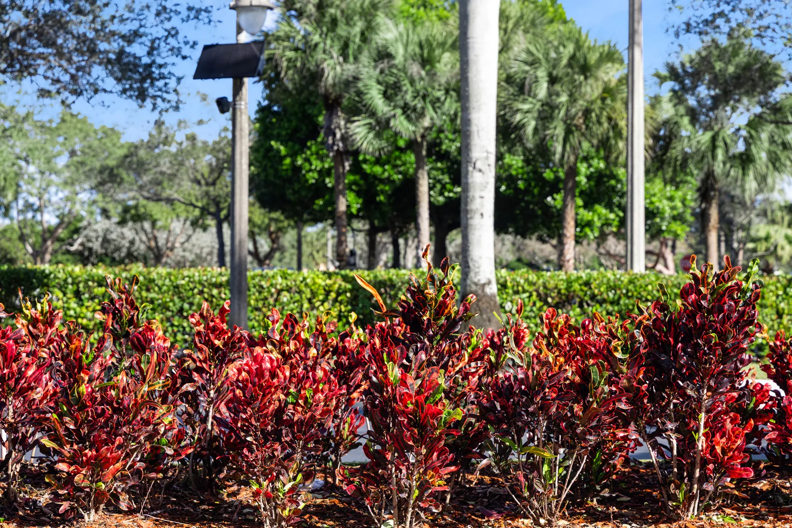 A South Florida commercial landscape maintained by Everglades Environmental Care