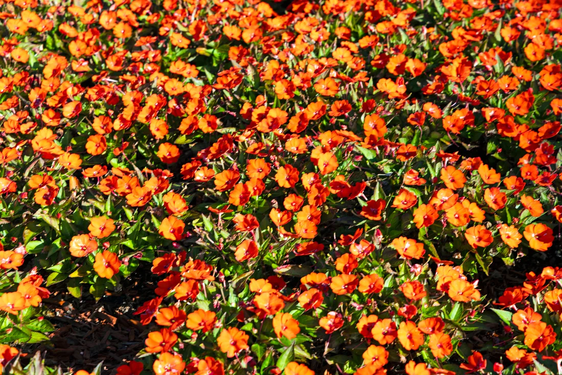 Seasonal color by Everglades Environmental Care