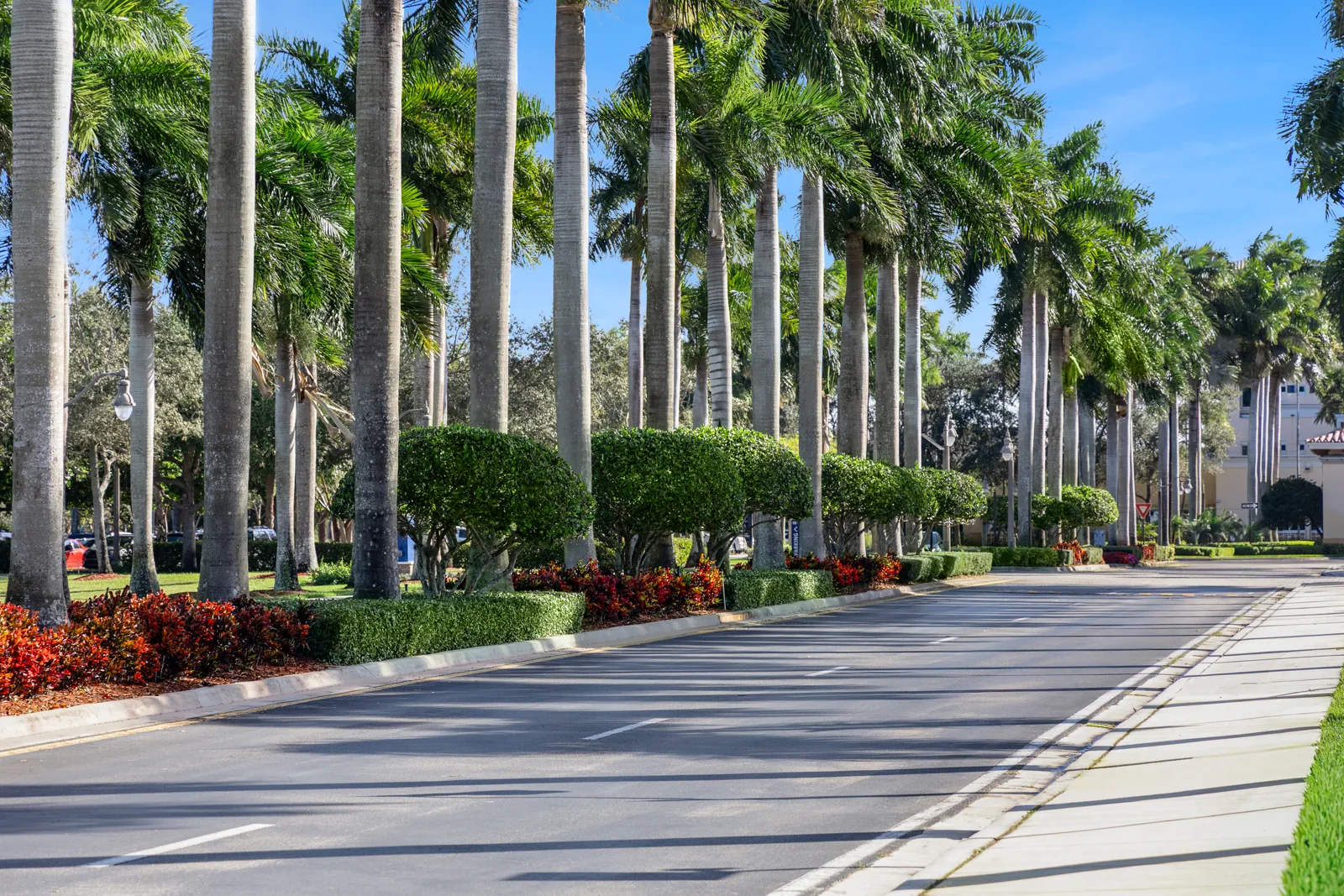 Royal-palm boulevard, maintained by Everglades Environmental Care