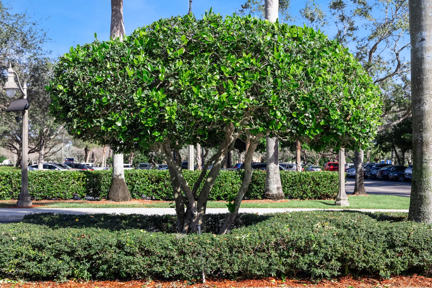 Immaculate commercial grounds maintenance