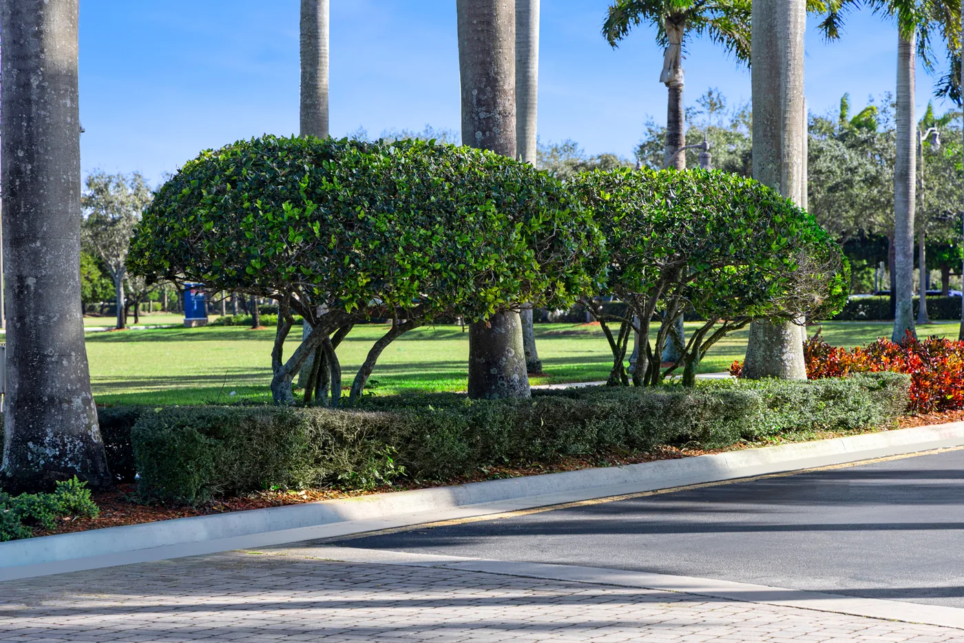 A royal-palm avenue cared for by a certified arborist